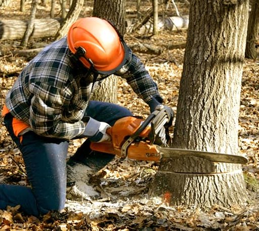 Tree Removal in Doucette, TX